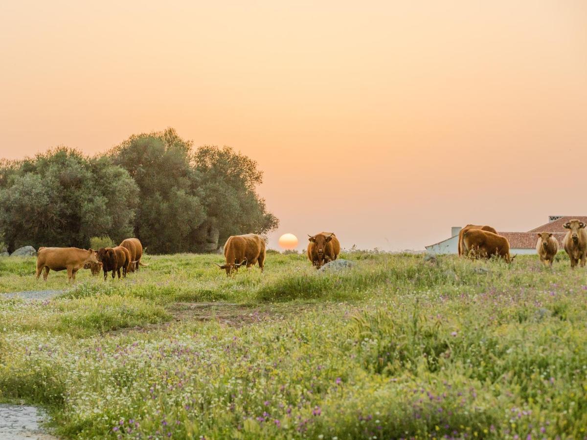 Sao Lourenco Do Barrocal Monsaraz Dış mekan fotoğraf
